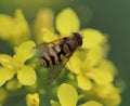 Syrphus ribesii Royalty Free Stock Photo