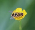 Syrphus ribesii Royalty Free Stock Photo