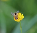 Syrphus ribesii Royalty Free Stock Photo