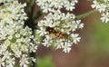 Syrphus ribesii Royalty Free Stock Photo