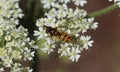Syrphus ribesii Royalty Free Stock Photo