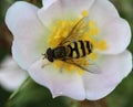 Syrphus ribesii, a very common European species of hoverfly, sitting on a flower