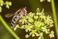 Syrphus ribesii is a very common Holarctic species of hoverfly, close up