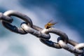 Syrphus vitripennis hoverfly. Fly sitting on the iron chain. Blue sky background with copy space. Ecological concept. Royalty Free Stock Photo