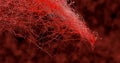 3D render. System many small capillaries branch out of the large blood.