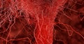 3D render. System many small capillaries branch out of the large blood. Royalty Free Stock Photo