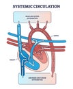 Systemic circulation with heart and aorta blood system outline diagram