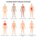 Systems of organs of the human body: circulatory, nervous, skeletal, digestive, male reproductive, female reproductive,