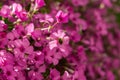 Systoechus candidulus on Pink Flowers Royalty Free Stock Photo