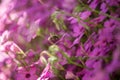 Systoechus candidulus on Trifolium Flower Royalty Free Stock Photo