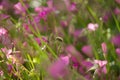 Systoechus candidulus on Trifolium Flower Royalty Free Stock Photo