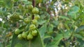 Syzygium aqueum flower, the process before becoming a fruit