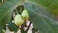 Syzygium aqueum fruits, the process before picking