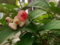 Syzygium aqueum is the Latin name of water guava