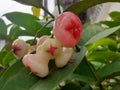 Syzygium aqueum is the Latin name of water guava