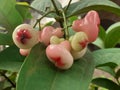 Syzygium aqueum is the Latin name of water guava