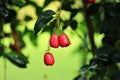 Syzygium aqueum with red fruits