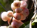 Syzygium aqueum is a species of brush cherry tree Bali, Indonesia