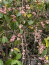 Syzygium aqueum is a species of brush cherry tree Bali, Indonesia