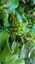 Syzygium aromaticum, native to Indonesia, is widely used as a spice in spicy dishes in European countries and as the main