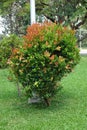 Syzygium australe Australian Rose Apple Medium shrub