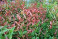 Syzygium australe or christina tree Medium-sized shrub, Young branches are octagonal, single leaves, opposite arrangement