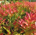 Syzygium Australe Wild Plants With Beautiful Leaves