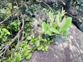 Syzygium buxifolium var. verticillatum and Psychotria serpens were found on the ridgeline of Jinmian Mountain