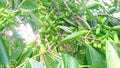 Syzygium cumini black plum jamun green fruits