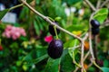 Syzygium cumini, commonly known as Malabar plum, Java plum, or black plum, is an evergreen tropical tree in the flowering plant