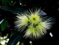 Syzygium jambos blossom Royalty Free Stock Photo