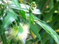 Syzygium jambos flower or Rose apple flower Royalty Free Stock Photo