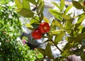 Syzygium jambos known as Rose apple and pomarrosa growing in Vietnam