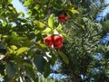 Syzygium jambos known as Rose apple and pomarrosa growing in Vietnam Royalty Free Stock Photo