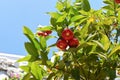 Syzygium jambos known as Rose apple and pomarrosa growing in Vietnam