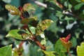 Syzygium leaf infected with psyllid eggs