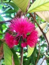 Syzygium malaccense fruits