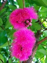 Syzygium malaccense Flowers in Blossom