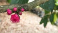 Malay rose apple flower, pink satin-ash and pommerac on green leaves background Royalty Free Stock Photo