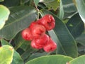 Rose apple - fruit of Syzygium malaccense tree Royalty Free Stock Photo