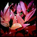 Syzygium myrtifolium are plants that have a bright red color Royalty Free Stock Photo