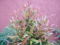Syzygium mytifolium plant, green color and pink colour,with a pink background