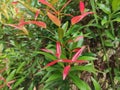 Syzygium oleana, an ornamental plant with red shoots that is often found in city parks. photo of red shoots