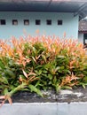 Syzygium paniculatum has the color of the newly emerging tuna leaves which have a bright red color