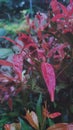 Syzygium paniculatum plants