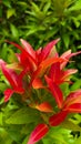 Syzygium paniculatum or red leaves plant