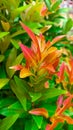 Syzygium paniculatum or red leaves plant