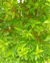 Syzygium Paniculatum