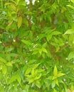Syzygium Paniculatum