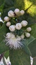 Syzygium samarangense flowers, java apple or jamboo semarang